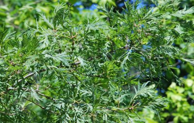 Quercus robur 'Pectinata' - dub letní - větev s letními listy